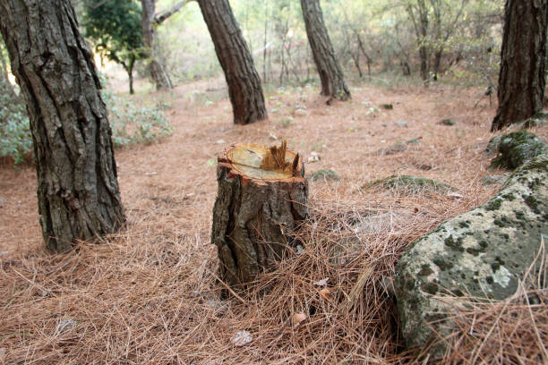 Best Residential Tree Removal  in Winooski, VT